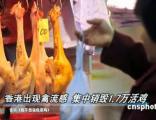 香港出现禽流感 集中销毁1.7万活鸡