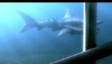 马里布鲨鱼攻击