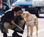 《导盲犬小Q》完整版