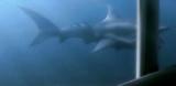 马里布鲨鱼攻击