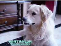 《犬心犬意》完整版