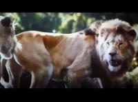 电影《狮子王》1、2、3部国语完整版